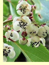Актинидия - аctinidia arguta (Siebbold et Zucc.) Planch, ex Miq. Актинидия - аctinidia arguta (Siebbold et Zucc.) Planch, ex Miq.
